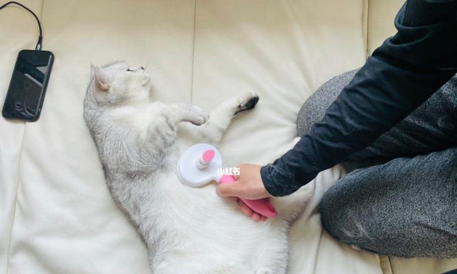 给猫咪煮鸡胸几分熟？猫咪的饮食需要注意什么？