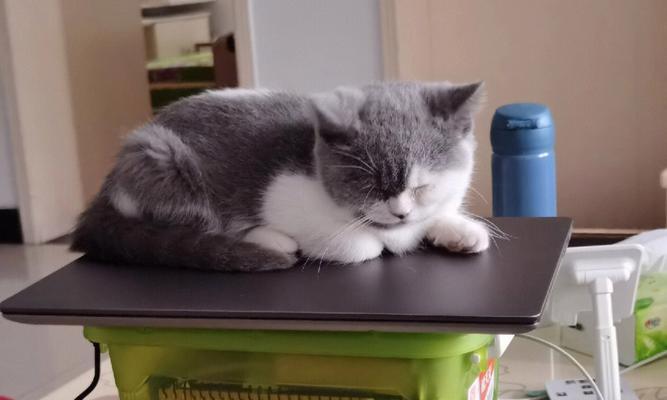 给猫咪煮鸡胸几分熟？猫咪的饮食需要注意什么？