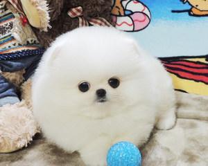 博美小狗每天吃多少合适？博美幼犬的饮食标准是什么？