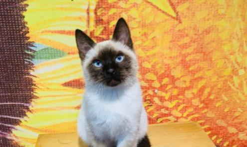 长毛暹罗猫变黑后怎么办？怎样判断暹罗猫的健康状况？