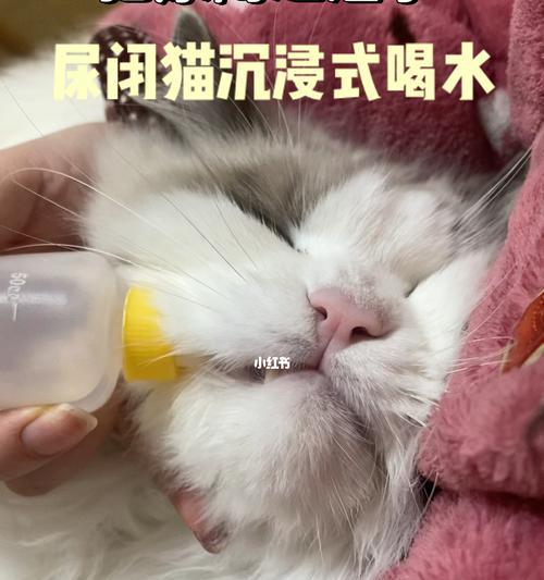 宠物猫尿闭是怎么回事？尿闭的治疗方法有哪些？