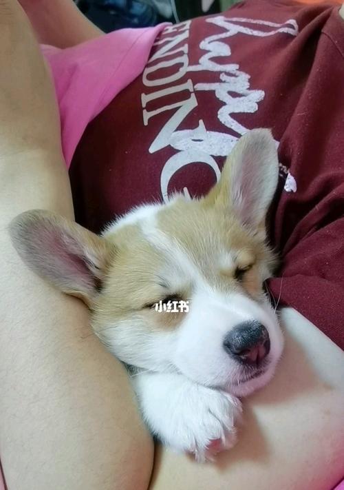 刚出生的小狗拉屎很多怎么办？怎样判断小狗的健康状况？