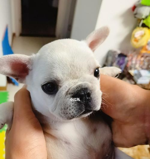 刚出生的小狗拉屎很多怎么办？怎样判断小狗的健康状况？