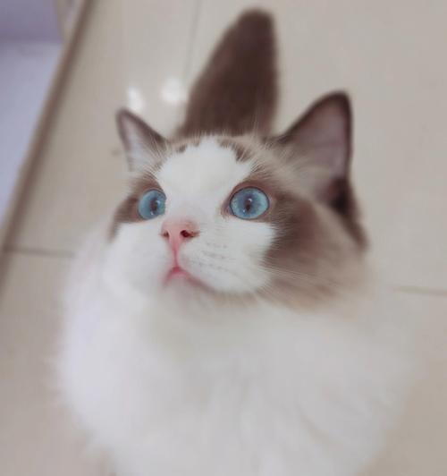 除了布偶还有什么猫好看？有哪些好看的猫咪品种推荐？