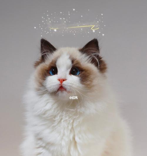 除了布偶还有什么猫好看？有哪些好看的猫咪品种推荐？