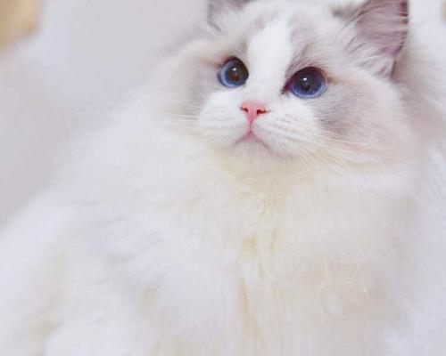 除了布偶还有什么猫好看？有哪些好看的猫咪品种推荐？