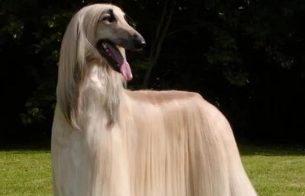 大犬是什么品种？世界上有哪些大型犬种？