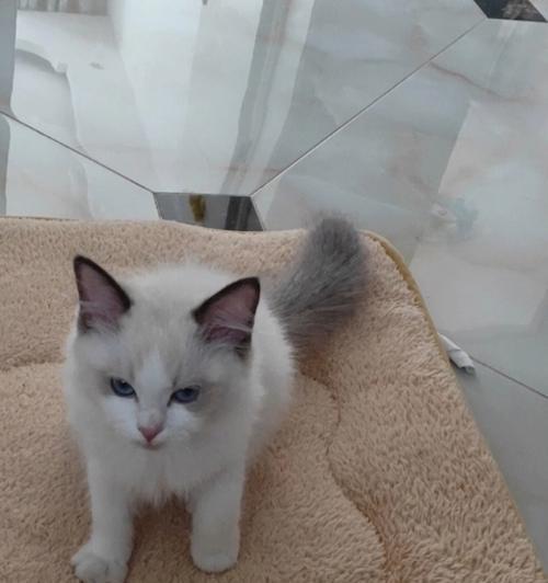 短毛布偶猫尴尬怎么办？短毛布偶猫的特点有哪些？