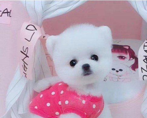 博美幼犬能吃饭和猪肝吗？幼犬的饮食需要注意什么？