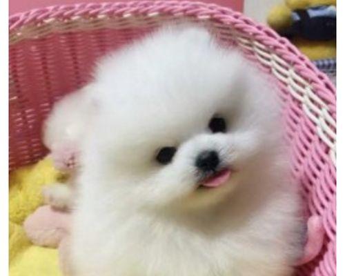 博美宠物狗会长大吗？博美犬的生长周期是怎样的？