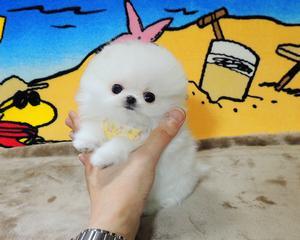 博美宠物狗会长大吗？博美犬的生长周期是怎样的？