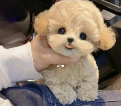 大狗生小狗多少只正常？母狗产仔数的影响因素有哪些？