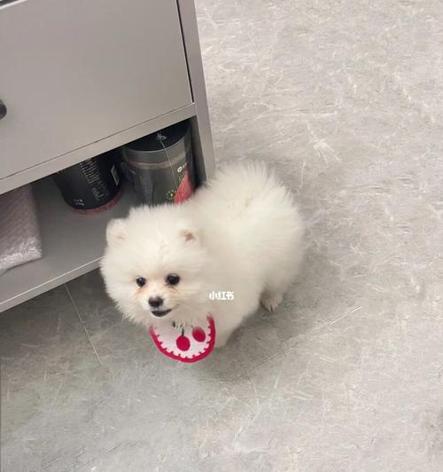 博美吃狗粮可以吗？博美犬的饮食选择有哪些？