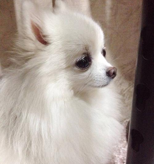 博美吃狗粮可以吗？博美犬的饮食选择有哪些？