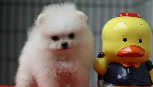 博美狗狗的心脏病有的治吗？博美犬心脏病的治疗方法有哪些？