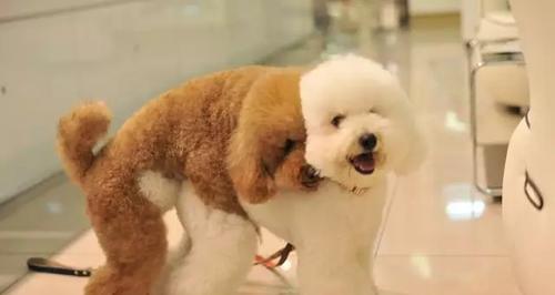 公的泰迪多大会发情？泰迪犬的发情周期是怎样的？