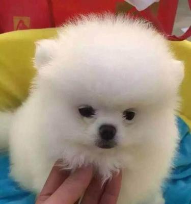 博美快生小狗的症状有哪些？博美犬怀孕期间的表现有哪些？
