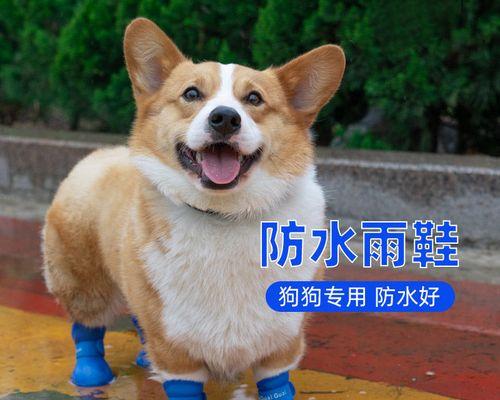 公泰迪要比母泰迪小吗？泰迪犬的体型差异有哪些？