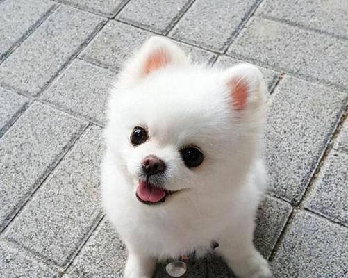 博美什么时候长成大狗？博美犬的生长周期是怎样的？