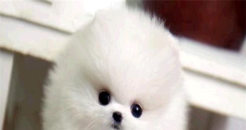 博美喜欢跟大狗追怎么办？怎样训练博美犬的行为？