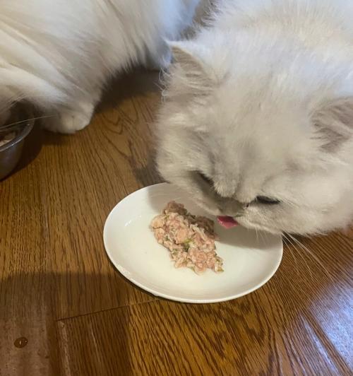 大猫不回家是怎么回事？怎样让猫咪回家？
