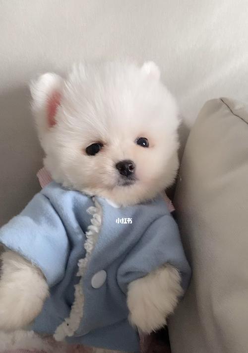 博美几个月可以带狗绳？博美犬的牵引绳使用时间是怎样的？