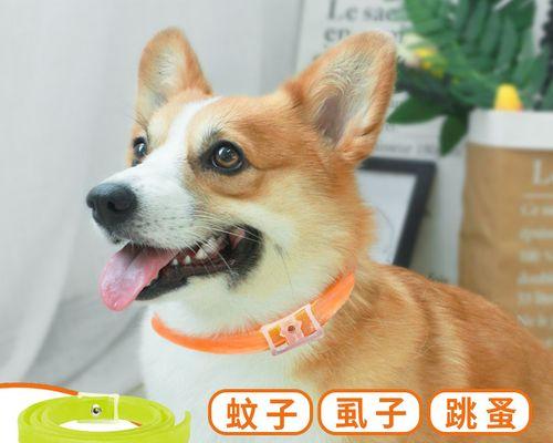 刚满月小狗多长时间驱虫？小狗的驱虫时间表是怎样的？