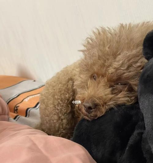狗被打的很重呕吐怎么办？狗狗受伤呕吐处理方法是什么？