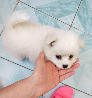 博美幼犬怎么区分？博美幼犬与其他品种幼犬区别有哪些？