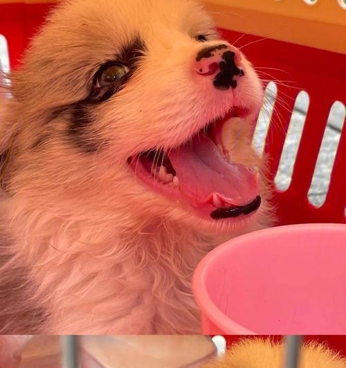 狗狗鼻涕是红色的怎么回事？狗狗鼻涕颜色异常原因是什么？