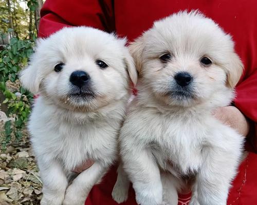 博美幼犬吃太多吐怎么办？博美幼犬饮食过量如何处理？