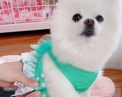 博美幼犬吃太多吐怎么办？博美幼犬饮食过量如何处理？