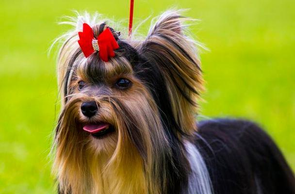 大学生养什么宠物犬好？适合大学生养的宠物犬有哪些？