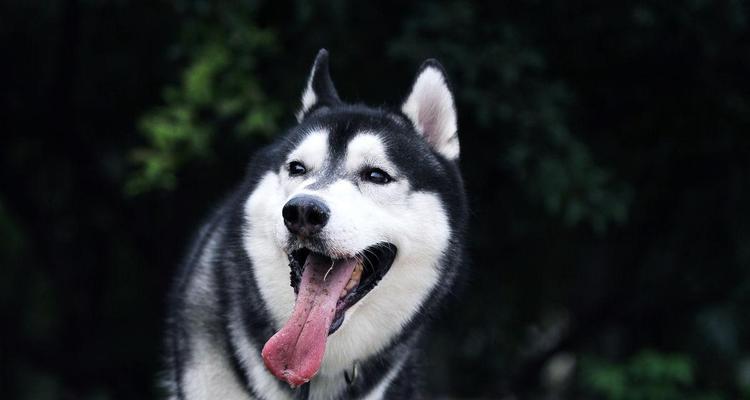 二哈和哈士奇的相貌区别是什么？两种狗狗的特点有哪些？