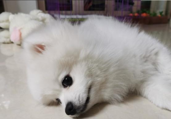 博美小狗睡到半夜就咳嗽怎么办？怎样判断博美幼犬的健康状况？