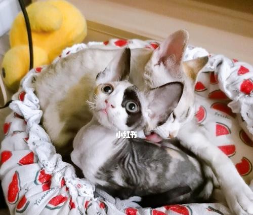 耳朵大的猫咪叫什么？耳朵大的猫咪有哪些品种？