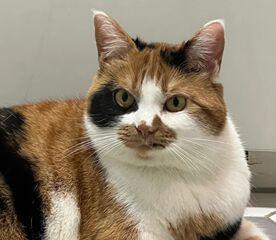 耳朵大的猫咪叫什么？耳朵大的猫咪有哪些品种？