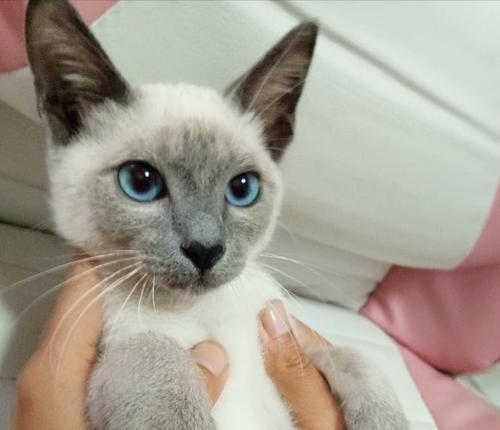 耳朵大的猫咪叫什么？耳朵大的猫咪有哪些品种？