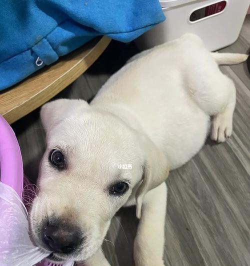 二个月的拉布拉多瞌睡多吗？拉布拉多幼犬的睡眠习惯是怎样的？