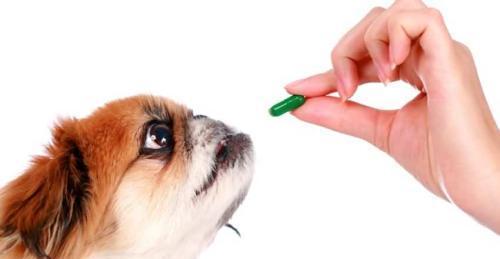 成犬发烧呕吐拉稀怎么办？成犬疾病的治疗方法有哪些？