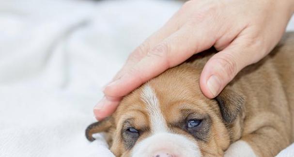 成犬发烧呕吐拉稀怎么办？成犬疾病的治疗方法有哪些？