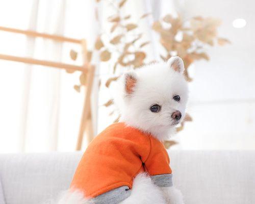 博美俊介犬和比熊犬的区别是什么？两种狗狗的特点有哪些？