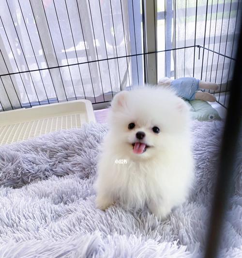 博美幼犬喂食禁忌有哪些？博美幼犬的饮食注意事项有哪些？