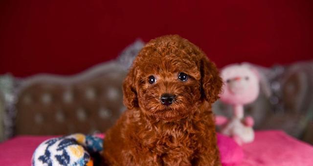 刚出生泰迪喂羊奶粉吗？泰迪幼犬的饮食注意事项有哪些？