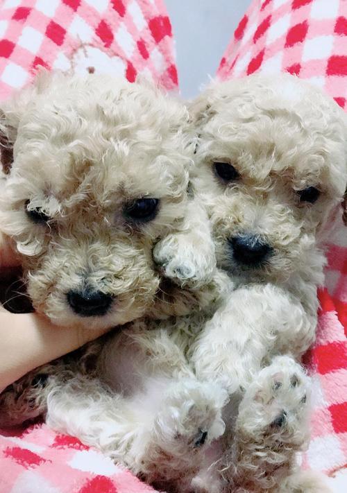 刚出生泰迪喂羊奶粉吗？泰迪幼犬的饮食注意事项有哪些？