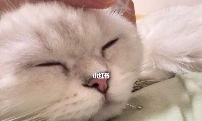 带猫咪坐车一直流口水怎么办？怎样判断猫咪的健康状况？
