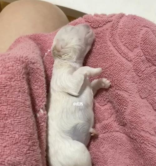 刚出生的小狗是怎么吃奶的？小狗的哺乳方式是怎样的？