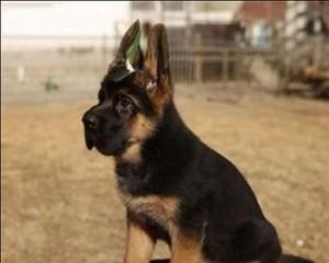 德牧幼犬吐怎么治疗？德牧幼犬呕吐的原因有哪些？