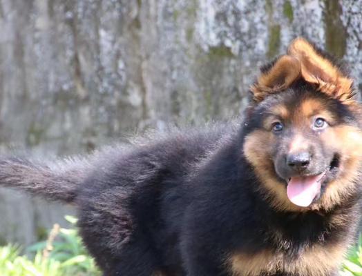 德牧幼犬吐怎么治疗？德牧幼犬呕吐的原因有哪些？