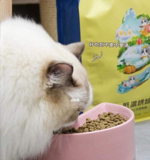 福摩猫粮适合布偶猫吃吗？布偶猫的饮食需要注意什么？